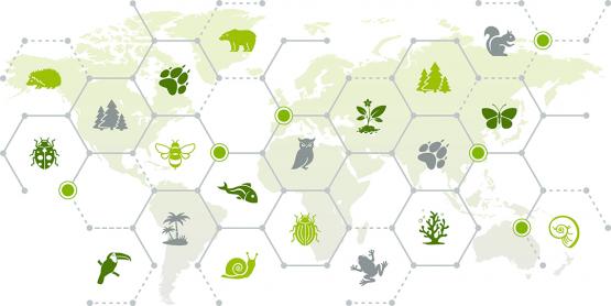 biodiversity